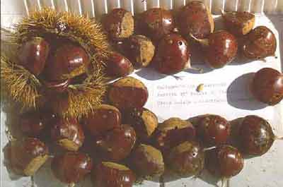 Fig. 5  Holes left by worm escape. These chestnuts need to be sorted out.
