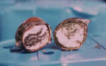 Fig. 6  Chestnut black decay. At the initial stage the water sorting is inefficient. When decay is diffuse inside the peel becomes dull and superficial mould can develop in high humidity condition.