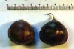 Fig. 7  On the left, chestnut without tuft after mechanical harvest 
