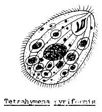 Figure 53