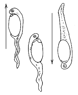 Figure 44