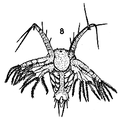 Fig. 8