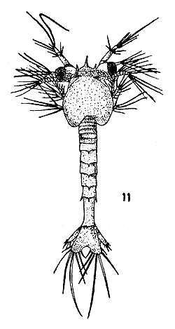 Fig. 11