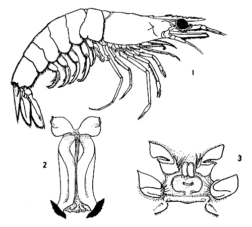 Fig. 1, 2 & 3