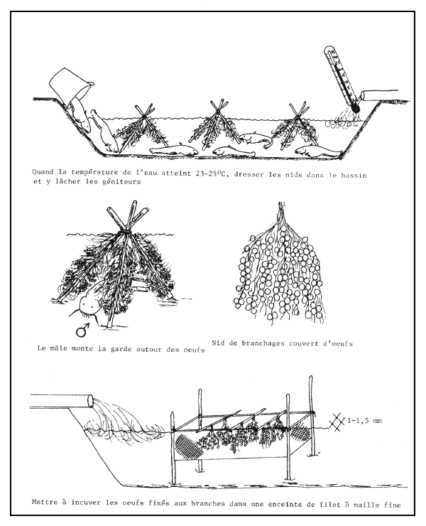 Figure 79