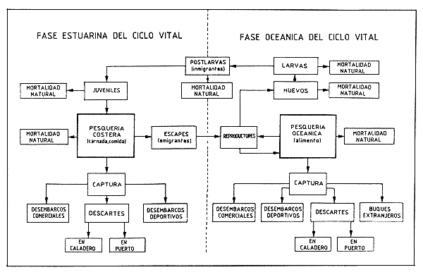 Figura 2