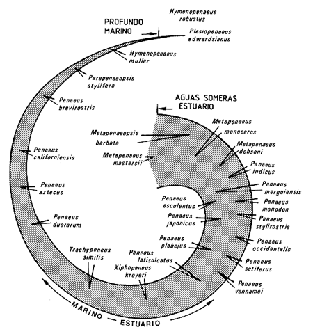 Figura 3