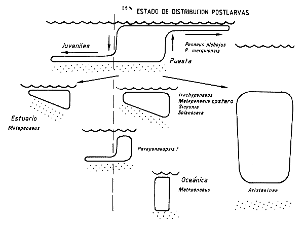 Figura 5