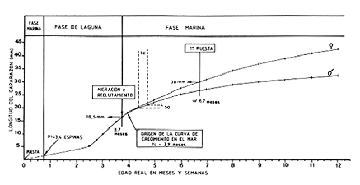 Figura 7