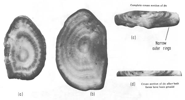 Fig. 4.8