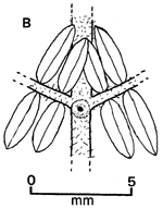 Fig.1