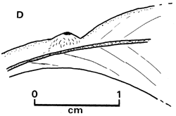 Fig.1