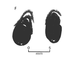 Figura 7