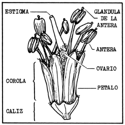 Figura 2