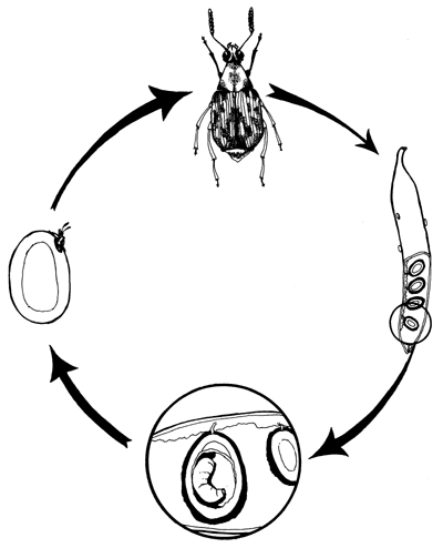 Plate 2