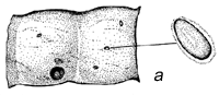 Fig. 1a