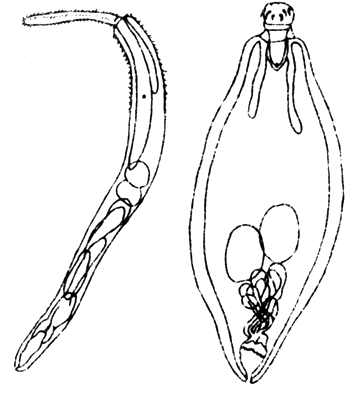 Fig. 10