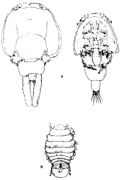 Fig. 12