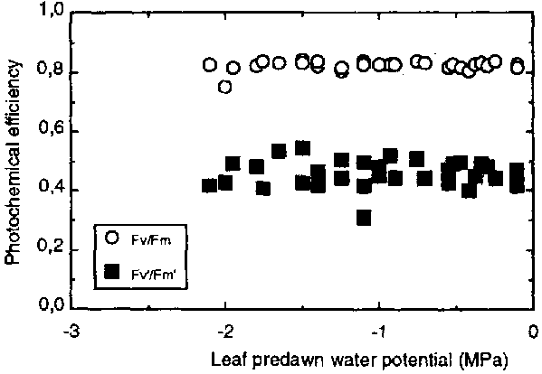 Sensitivity of net photosynthesis to soil drought in white clover ...