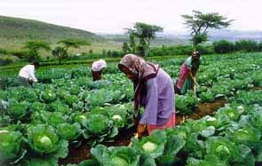 Women in cabbage field