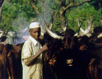 Man with cattle