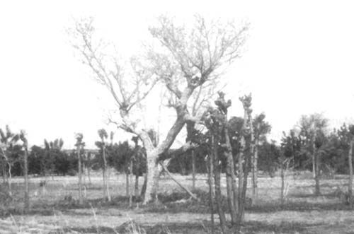 Fig. 4.5