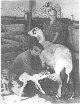 intensive sheep production in the near east