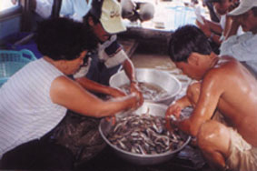 Comptage d'alevins de poisson-chat avant de les distribuer aux bénéficiaires du projet FAO d'assistance d'urgence dans le delta du Mékong, province de Dong Thap (photo RVA 2001)