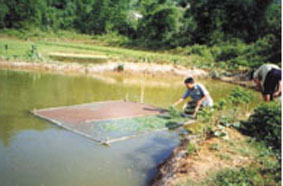 Paysans pisciculteurs du Projet des régions d'altitude du Nord, VIE/98/009 (photo RVA 2000)