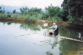 Piscicultrices du Projet des régions d'altitude du Nord, VIE/98/009 (photo RVA 2000)