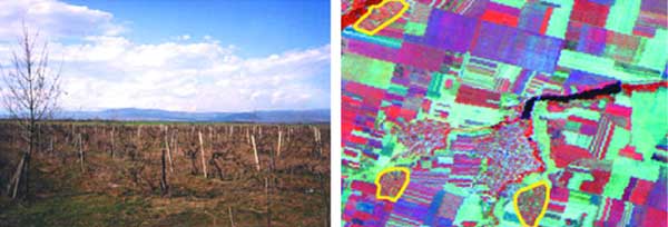 Vineyards and their appearance on Landsat TM (interpretation key)