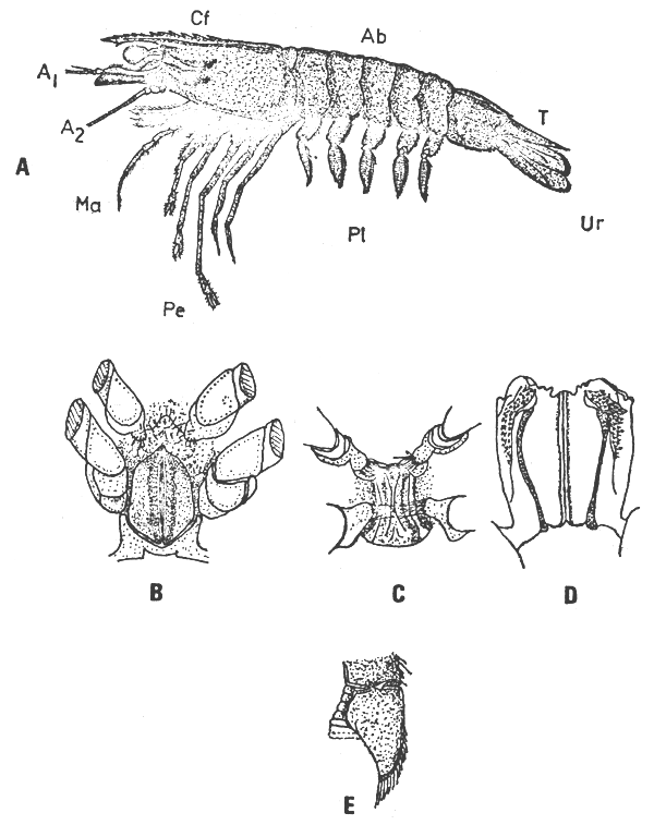 Figura 1