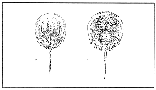 Figure 2.1.