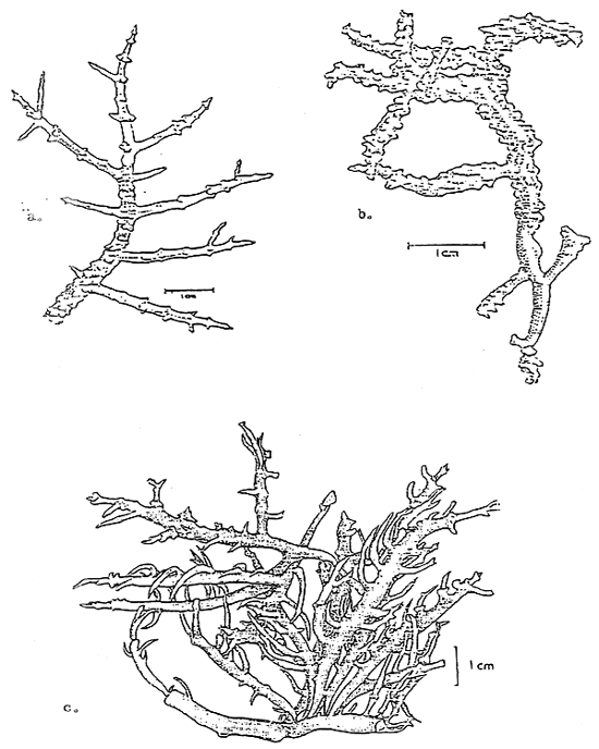 Fig. 65