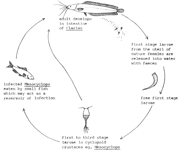 Fig. 9.