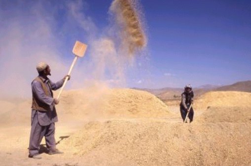 Fotografía 1: Aventamiento del trigo,