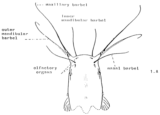 Fig 1.