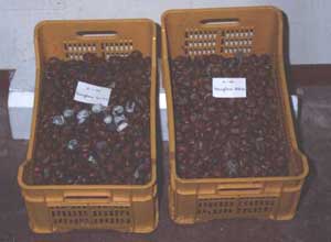 Fig. 14 High CO2 + Controlled Atmosphere (3% O2
+ 15% CO2 ) (right) control the development of decay and
superficial mould better than water curing + CA (left) after 5 months of storage
at 0 C and 95% R.H.