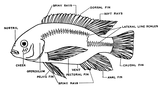 Figure 68