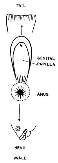 Figure 70