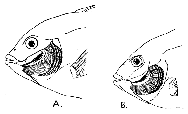 Figure 31