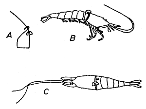 Fig. 11