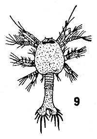 Fig. 9