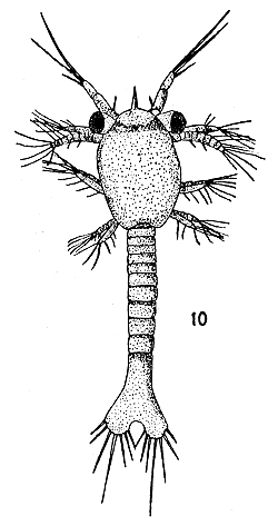 Fig. 10