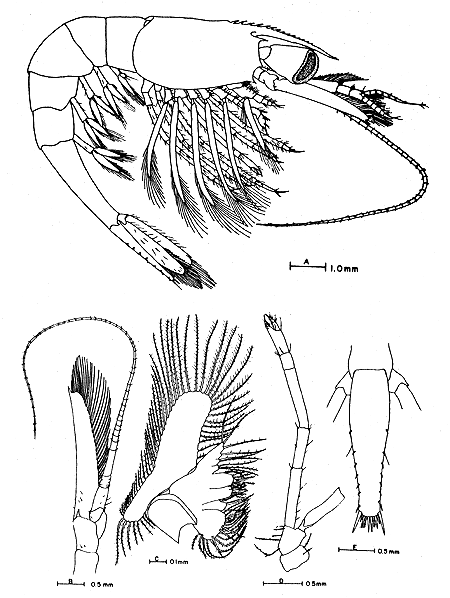 Fig. 8