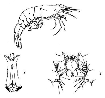 Fig. 1, 2 & 3