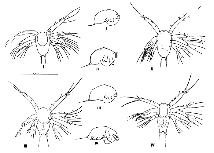 Fig. 10