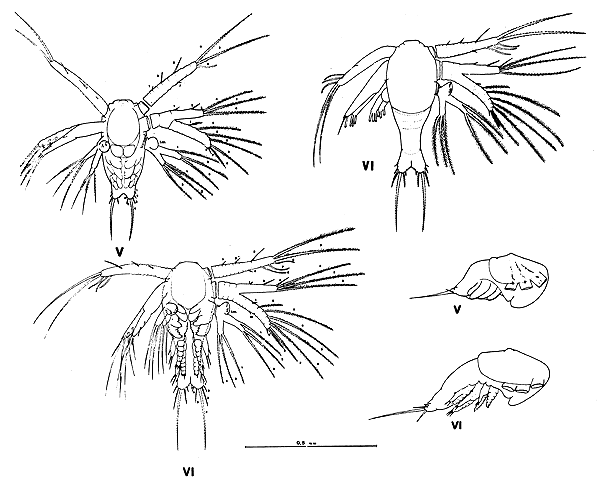 Fig. 11