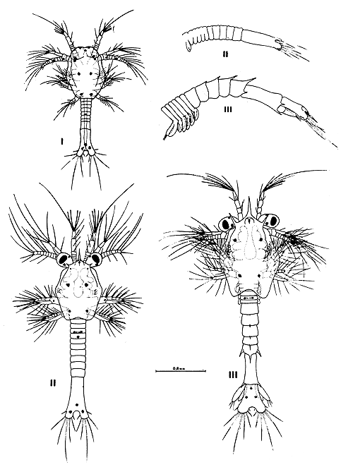 Fig. 12