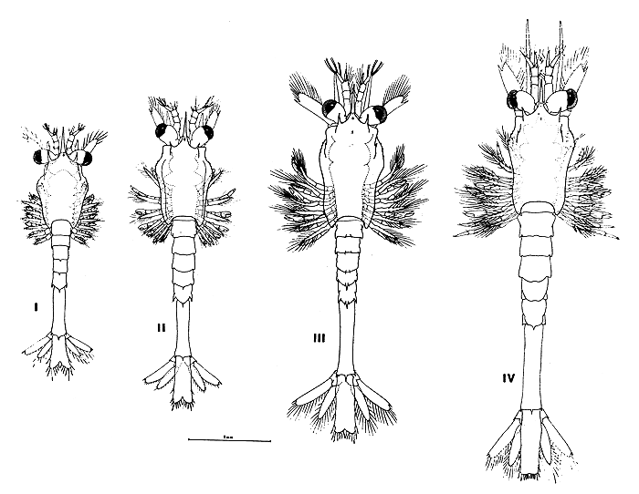 Fig. 13